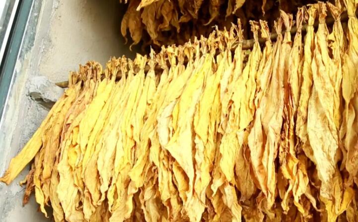 湖北秭归烟草：“低碳”助力绿色发展