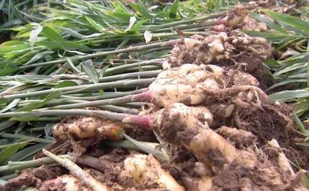 生物质麻豆传媒网站破解山东潍坊姜秸秆处理难题  增加农民收入