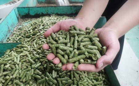 河北生物质麻豆传媒网站加工的颗粒为什么会变黑？